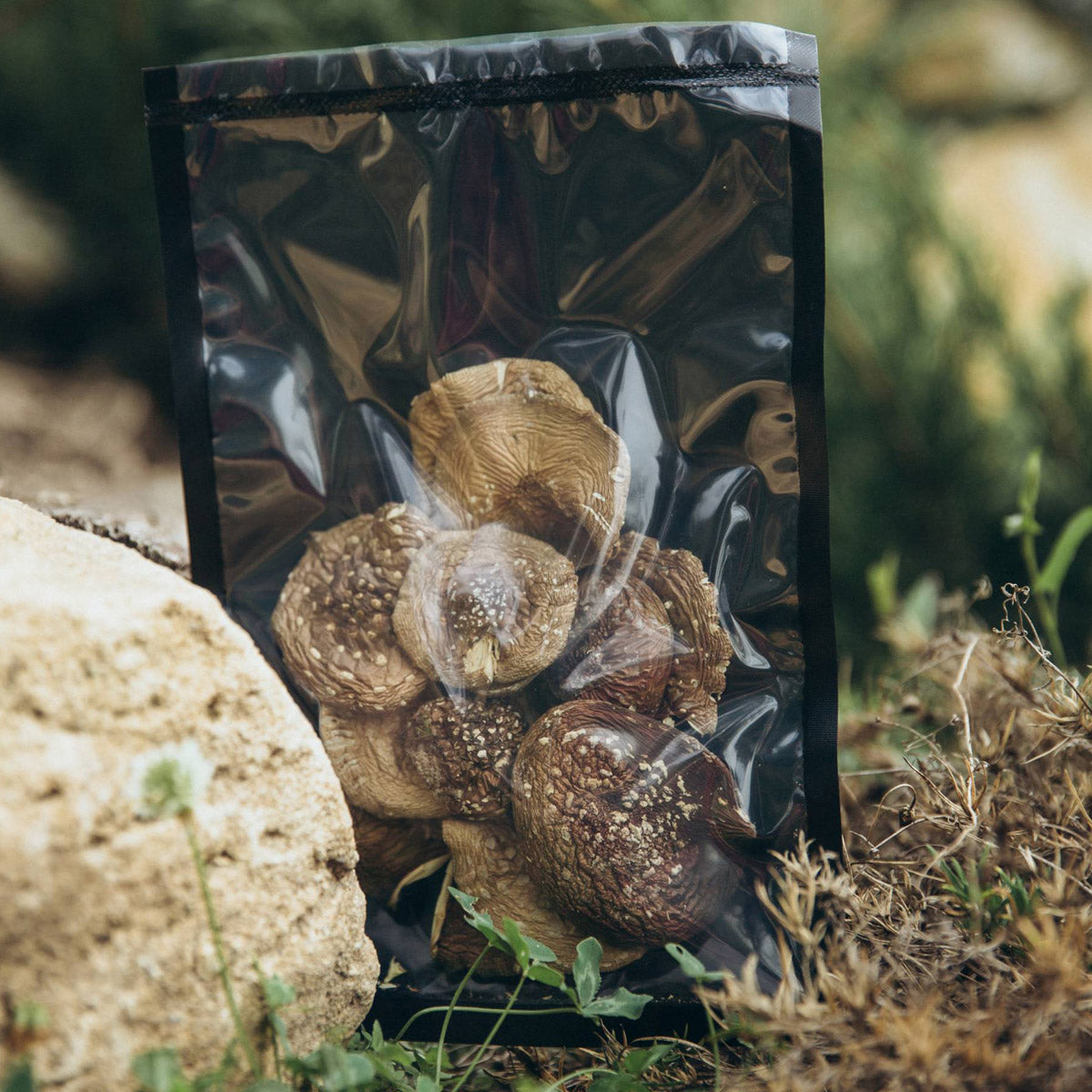 Мухомор пантерний цілі капелюшки - Крамниця Мухоморня